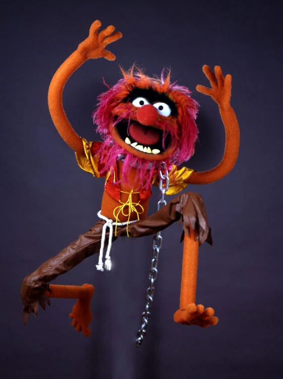 photo of Animal the muppet