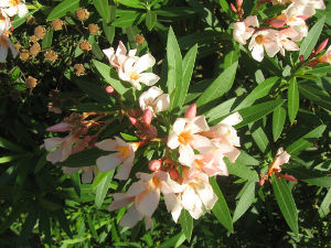 Nerium Oleander Flowers in Tel Aviv